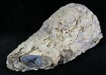 Polished Blue Forest Petrified Wood Limb ( oz) #28356-2